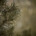 a rainy day paragraph